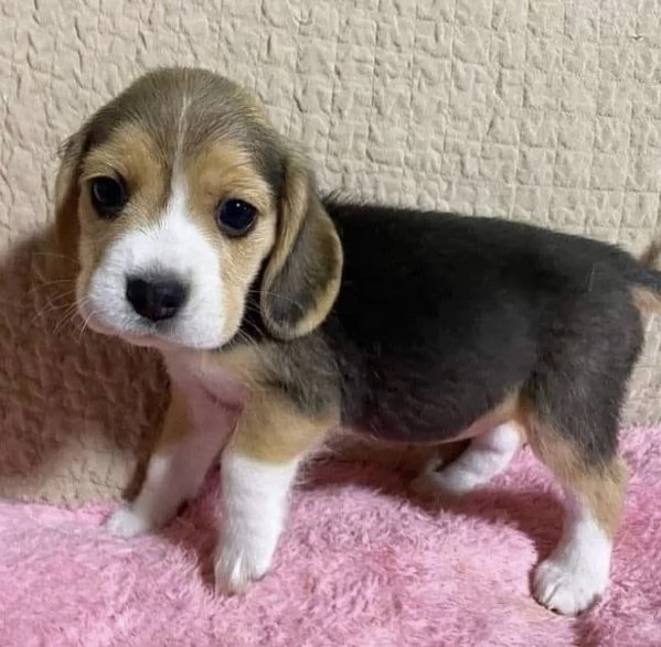  Beagle (cuccioli maschio e femmina)
