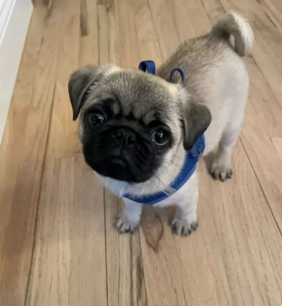  Carlino (Pug) (cuccioli maschio e femmina)