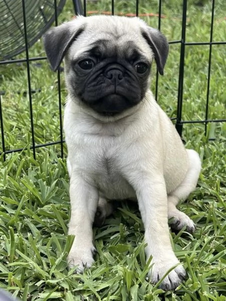  Carlino (Pug) (cuccioli maschio e femmina) | Foto 0