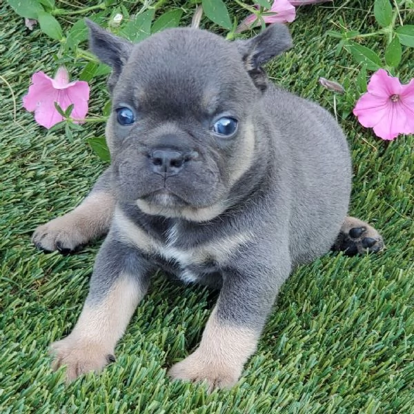 Bulldog Francese (cuccioli maschio e femmina)