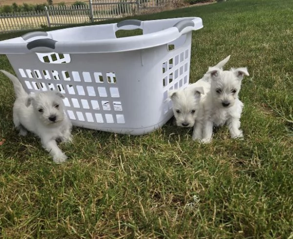 West Highland White Terrier (cuccioli maschio e femmina) | Foto 0