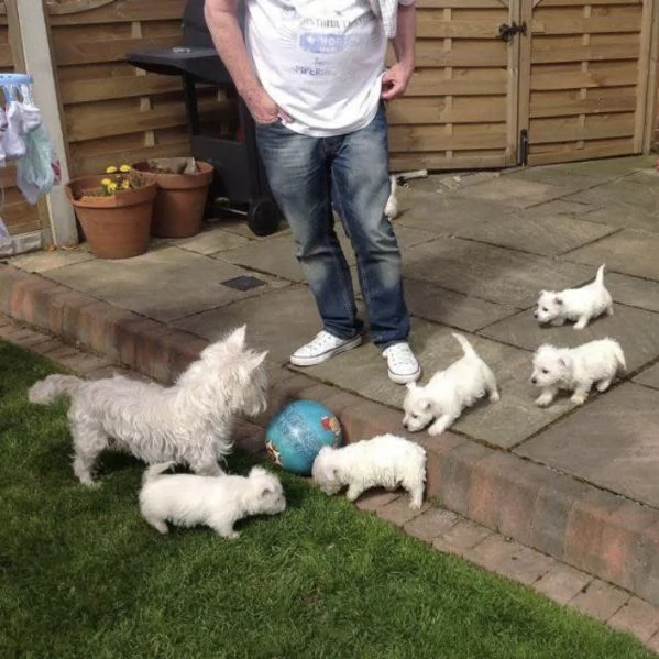 West Highland White Terrier (cuccioli maschio e femmina)