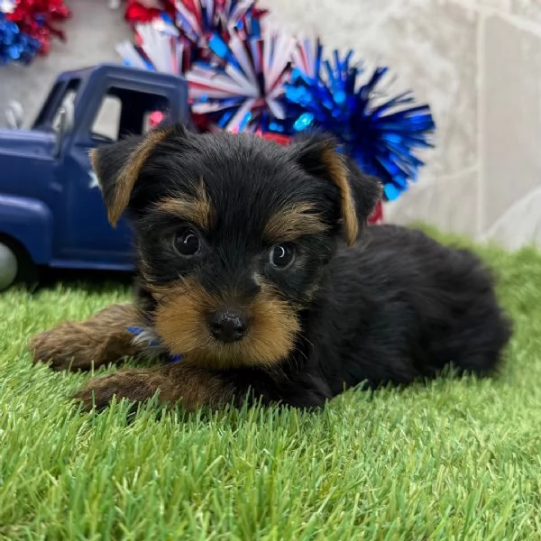 Yorkshire Terrier (cuccioli maschio e femmina) | Foto 0