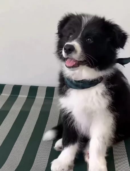  Border Collie (cuccioli maschio e femmina) | Foto 0