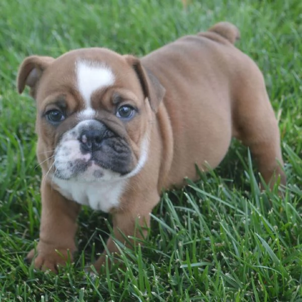 Bulldog Inglese (cuccioli maschio e femmina) | Foto 0