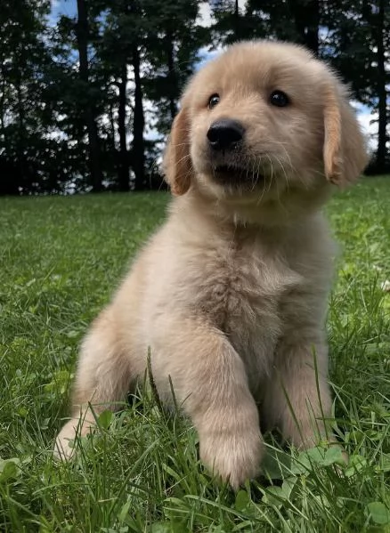 19. Golden Retriever (cuccioli maschio e femmina) | Foto 1