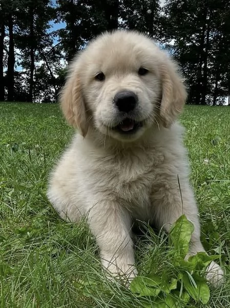19. Golden Retriever (cuccioli maschio e femmina) | Foto 0