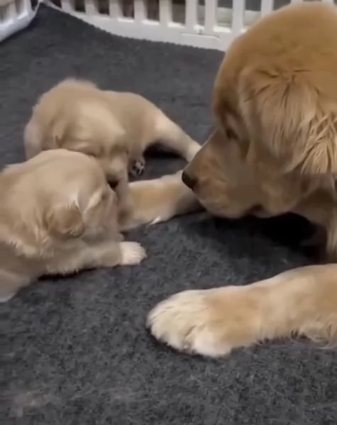 19. Golden Retriever (cuccioli maschio e femmina)