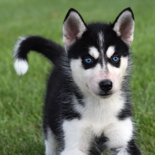 —- Siberian Husky (cuccioli maschio e femmina) | Foto 0