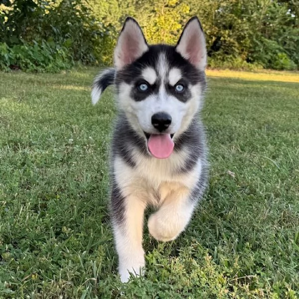 —- Siberian Husky (cuccioli maschio e femmina)