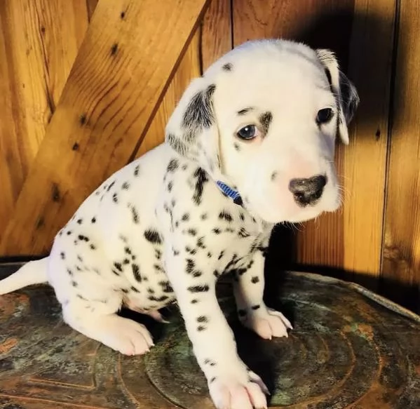 Dalmata (cuccioli maschio e femmina) | Foto 1