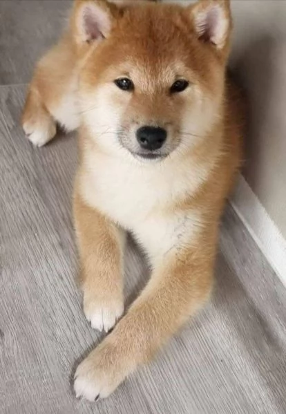 Offerta di adozione maschio e femmina.  Shiba inu  | Foto 0