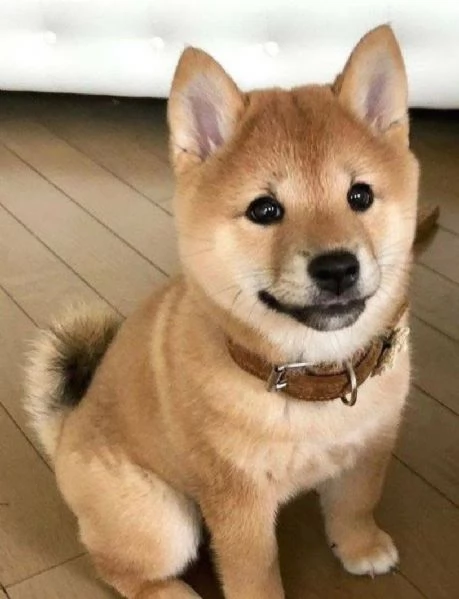 Offerta di adozione maschio e femmina.  Shiba inu 