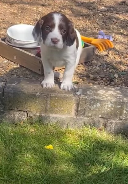 Offerta di adozione maschio e femmina.  COCKER SPANIEL | Foto 0