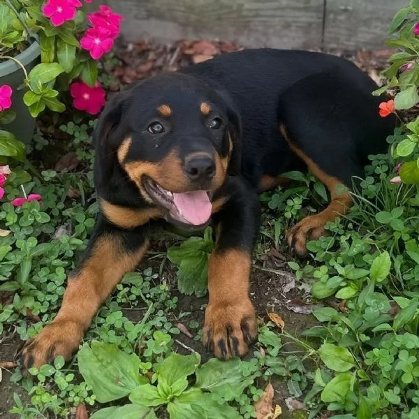 25. Rottweiler (cuccioli maschio e femmina)