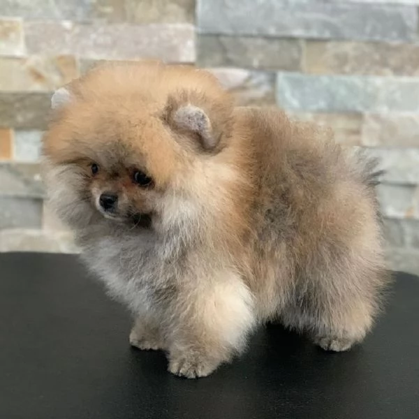 Offerta di adozione maschio e femmina.  VALPINO POMERANIAN