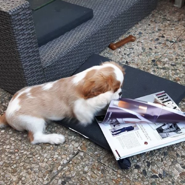 Offerta di adozione maschio e femmina.  CAVALIER KING CHARLES | Foto 0