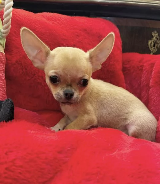4. Chihuahua Toy (cuccioli maschio e femmina)