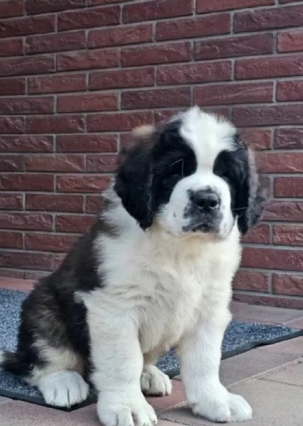 SAN BERNARDO (cuccioli maschio e femmina) | Foto 0