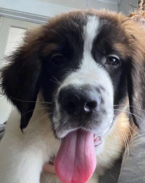 SAN BERNARDO (cuccioli maschio e femmina)