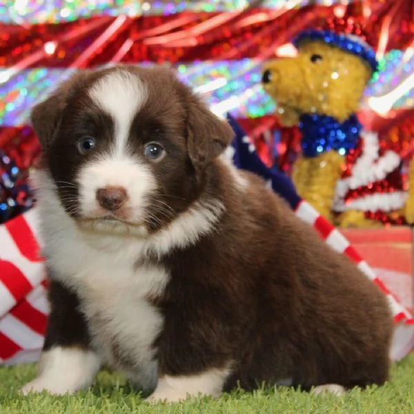 Offerta di adozione maschio e femmina.  AUSTRALIAN SHEPHERD  | Foto 0