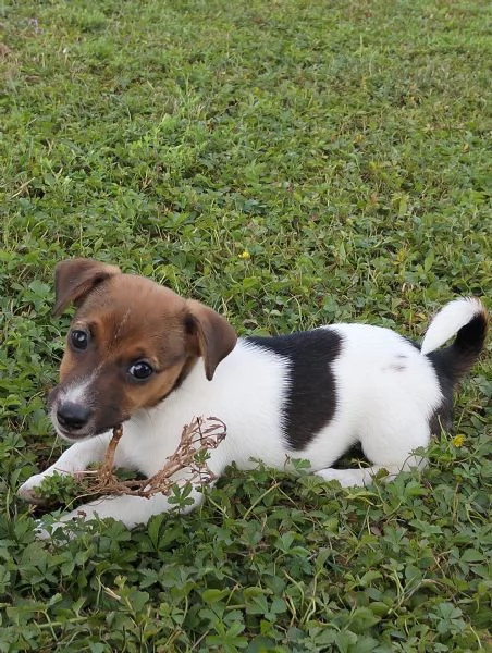 Cuccioli jack russel