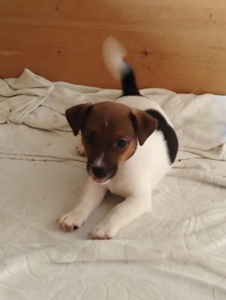 Cuccioli jack russel | Foto 2