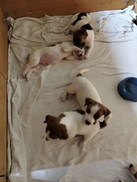 Cuccioli jack russel | Foto 1