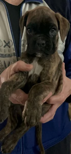 BOXER CUCCIOLI | Foto 5
