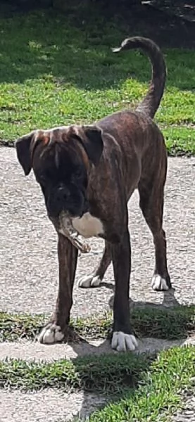 BOXER CUCCIOLI | Foto 4