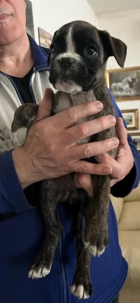 BOXER CUCCIOLI | Foto 2