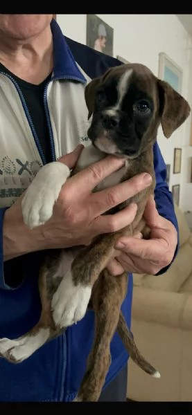 BOXER CUCCIOLI | Foto 1