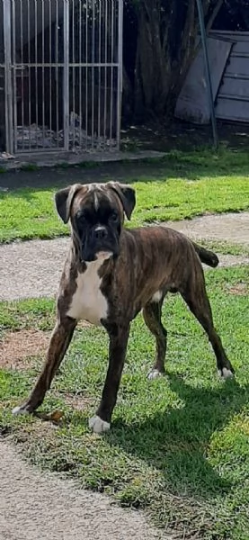BOXER CUCCIOLI | Foto 0