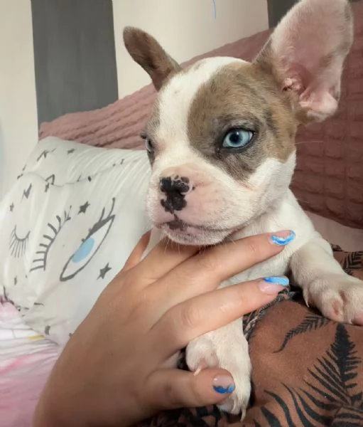 Cucciola bulldog francese 