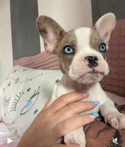 Cucciola bulldog francese  | Foto 0