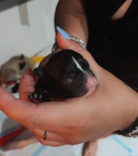 Bulldog francese | Foto 1