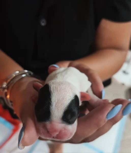Bulldog francese | Foto 0