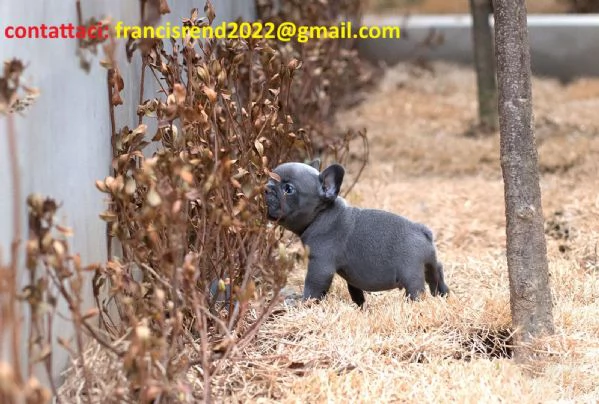 Cuccioli di Bulldog francese registrati AKC *****- Disponibili ora dall'allevatore****//// | Foto 1