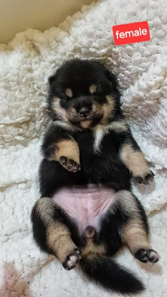 SHIBA INU PUPPY PEDIGREE ENCI  | Foto 2