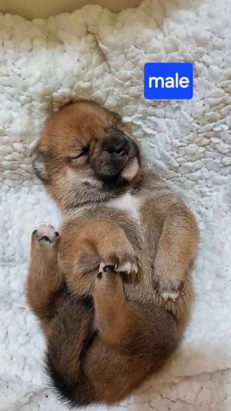 SHIBA INU PUPPY PEDIGREE ENCI  | Foto 1