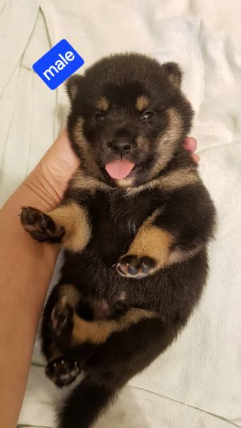 SHIBA INU PUPPY PEDIGREE ENCI  | Foto 0