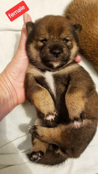 SHIBA INU PUPPY PEDIGREE ENCI 