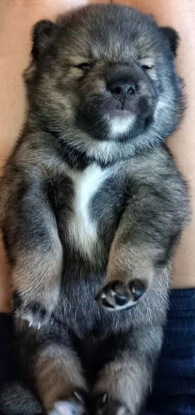 Shiba inu pedigree Enci  | Foto 18