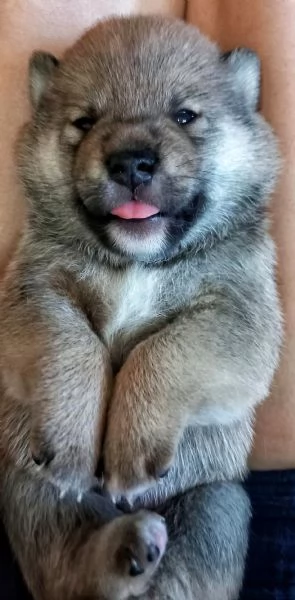 Shiba inu pedigree Enci  | Foto 17