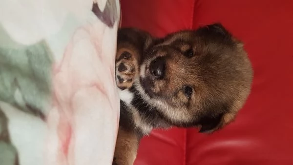 Shiba inu pedigree Enci  | Foto 16