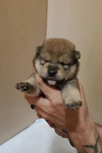 Shiba inu pedigree Enci  | Foto 15