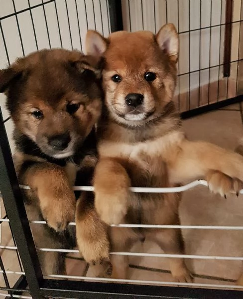 Shiba inu pedigree Enci  | Foto 14