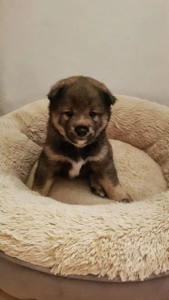 Shiba inu pedigree Enci  | Foto 13