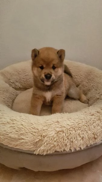 Shiba inu pedigree Enci  | Foto 12