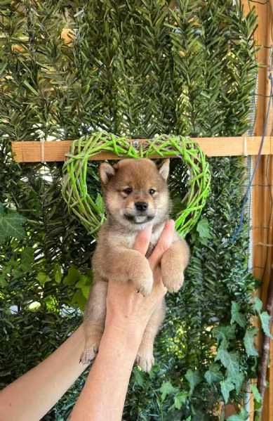 Shiba inu pedigree Enci  | Foto 11
